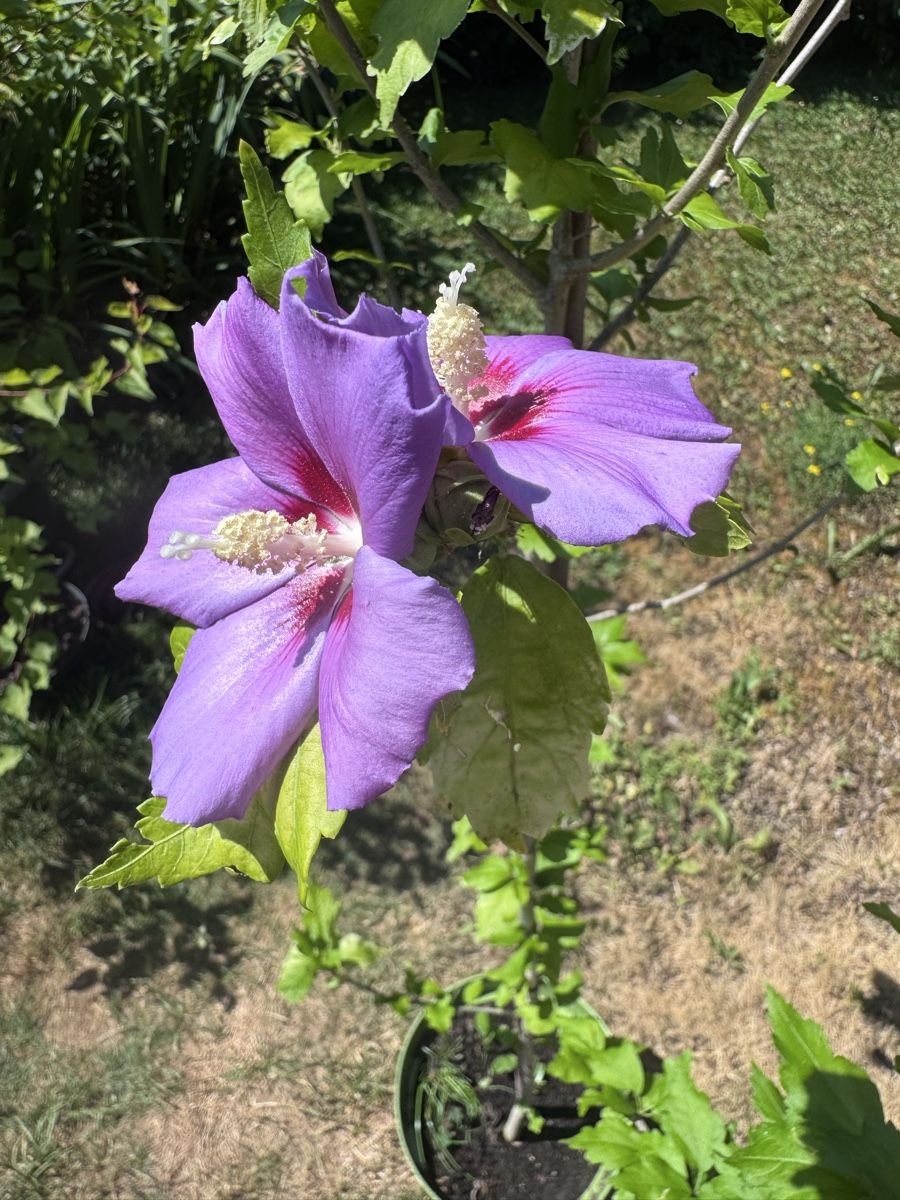 Piante & sementi: Hibiskus Eibisch im Topf, ca. 170 cm, rötlich, winterhart – Usato da Magden venduto da Ireg59