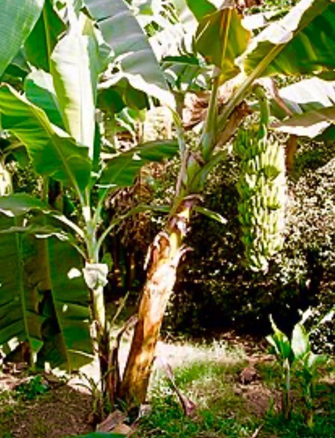 Piante & sementi: 5 SAMEN ECHTE BANANEN PALME – Nuovo e nell'imballaggio originale da Rovio venduto da POSITIFFARTandPLANTS 2