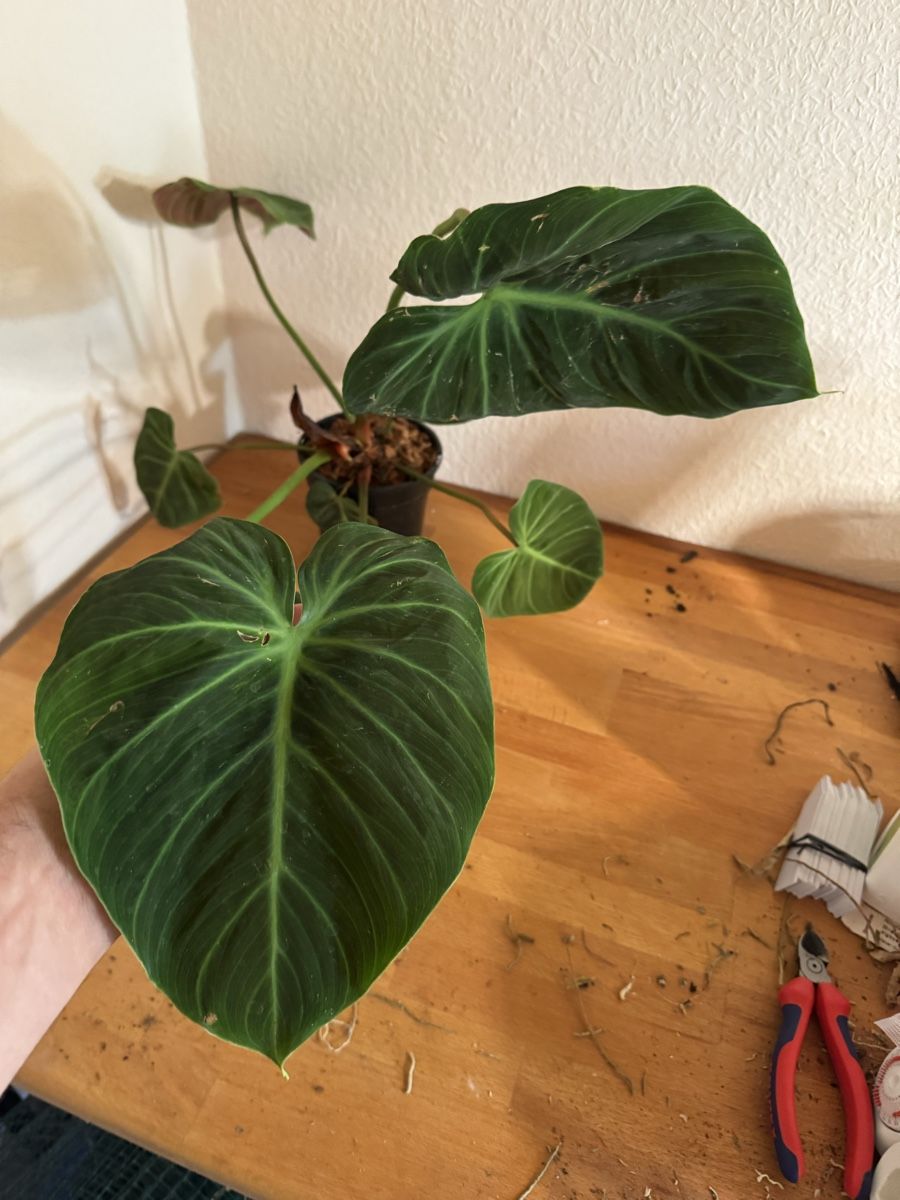 Pflanzen & Samen: Philodendron rubrijuvenilum El Choco Red – Gebraucht aus Männedorf von mrclst