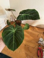 Philodendron rubrijuvenilum El Choco Red