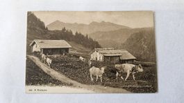 Ancienne carte postale, A Bretayes vaches à l'alpage