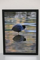 🖼️ Gerahmtes Naturfoto – Blässhuhn mit Spiegelbild 30x40 cm