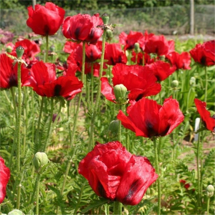 Piante & sementi: 300 Samen Staudenmohn SCARLET – Nuovo (secondo la descrizione) da Ehrendingen venduto da VerveinaSamen
