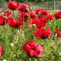 300 Samen Staudenmohn SCARLET
