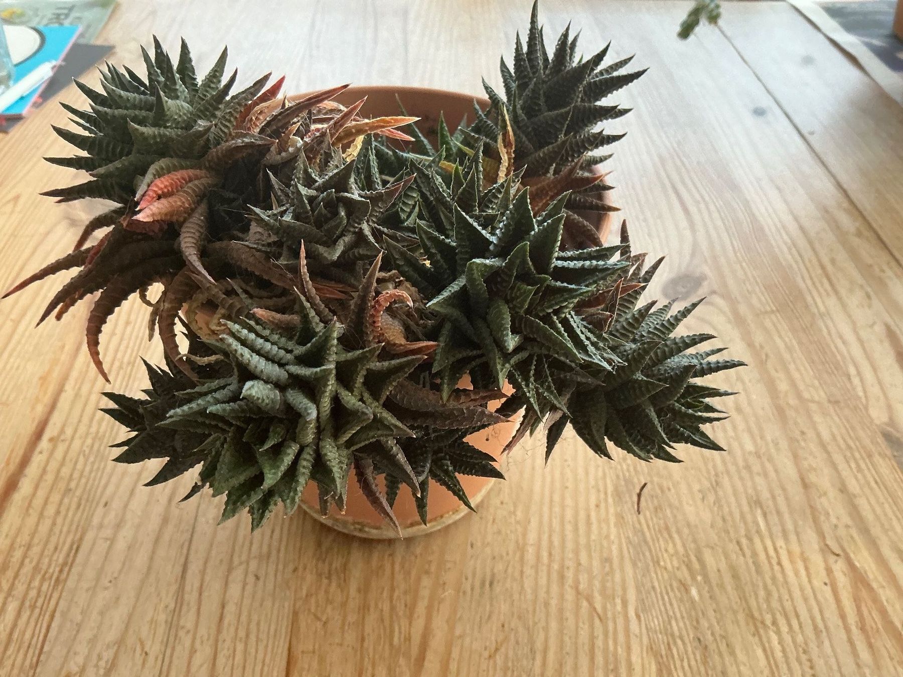 Pflanzen & Samen: Pflanze Kaktus – Neu und originalverpackt aus Zürich von peterle01