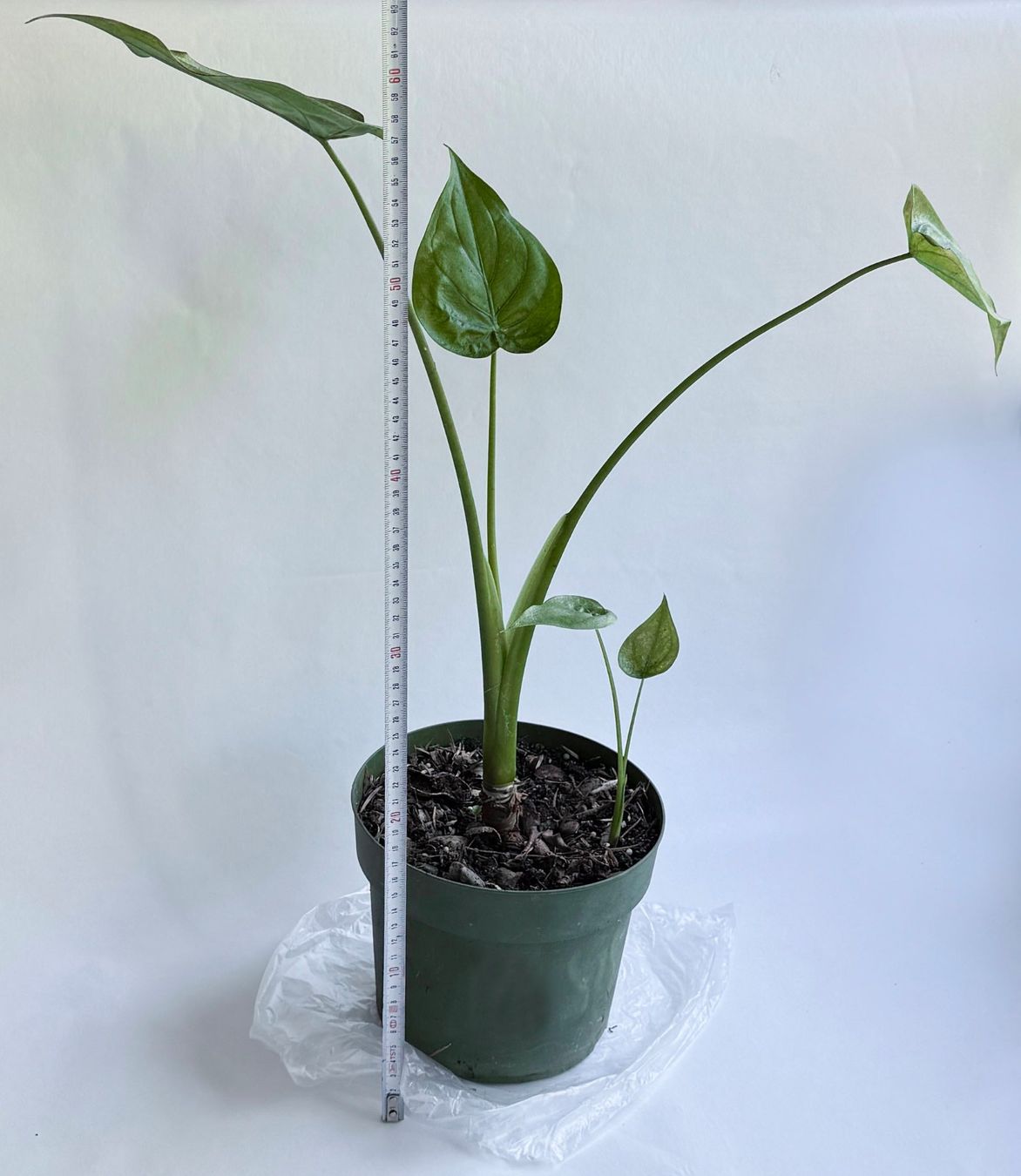 Piante & sementi: Alocasia**Elefantenohr oder Pfeilblatt***** – Nuovo (secondo la descrizione) da Dübendorf venduto da Orchid18 3