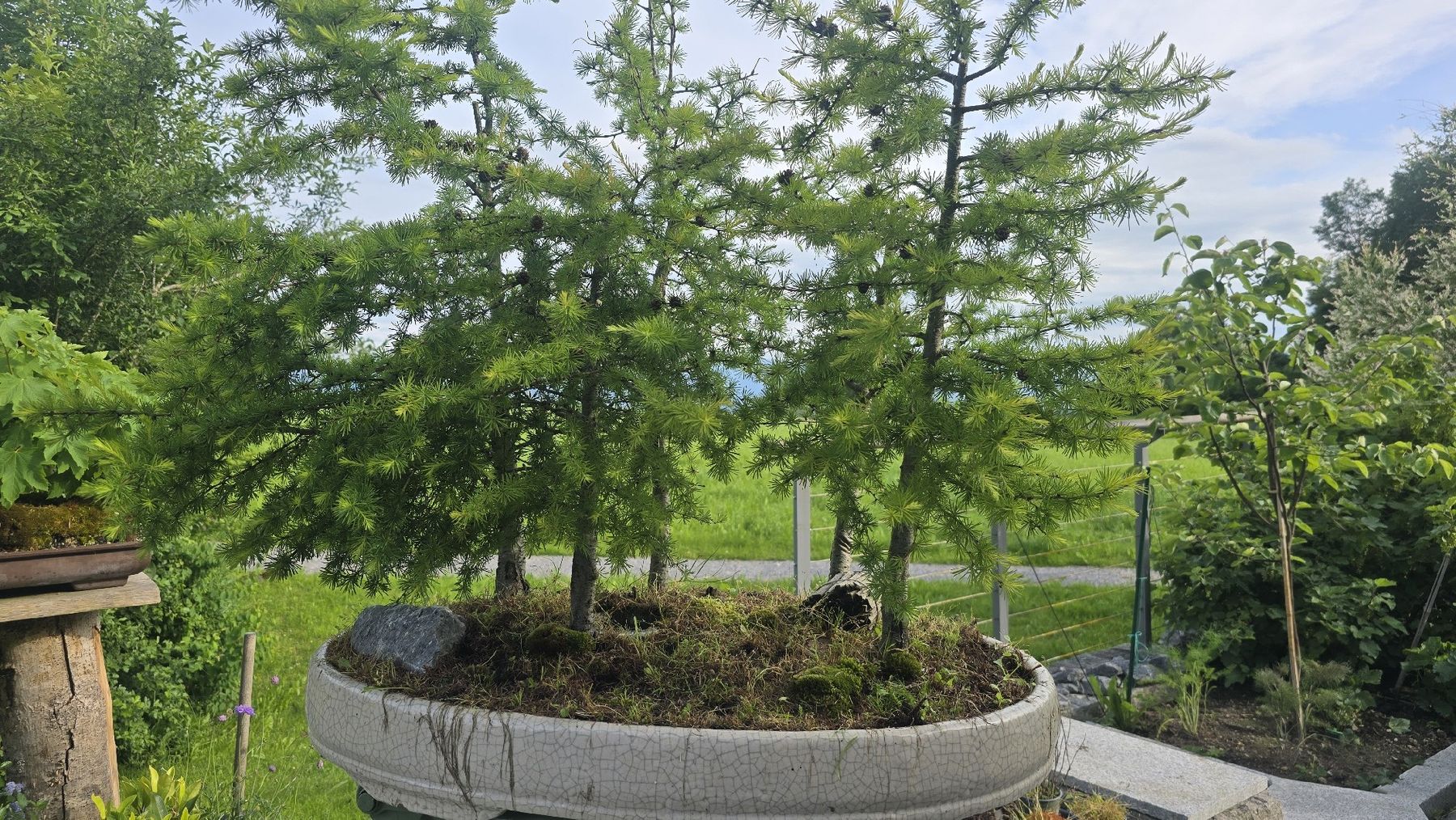 Bonsai Lrchenwald (Gebraucht) in Islisberg fr CHF 300  nur Abholung auf  Ricardo kaufen