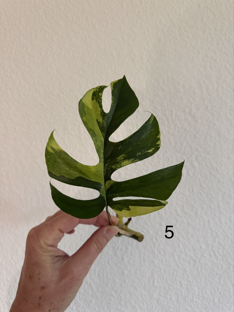 Pflanzen & Samen: Monstera Minima variegata – Gebraucht aus Luzern von Pegasus003 4