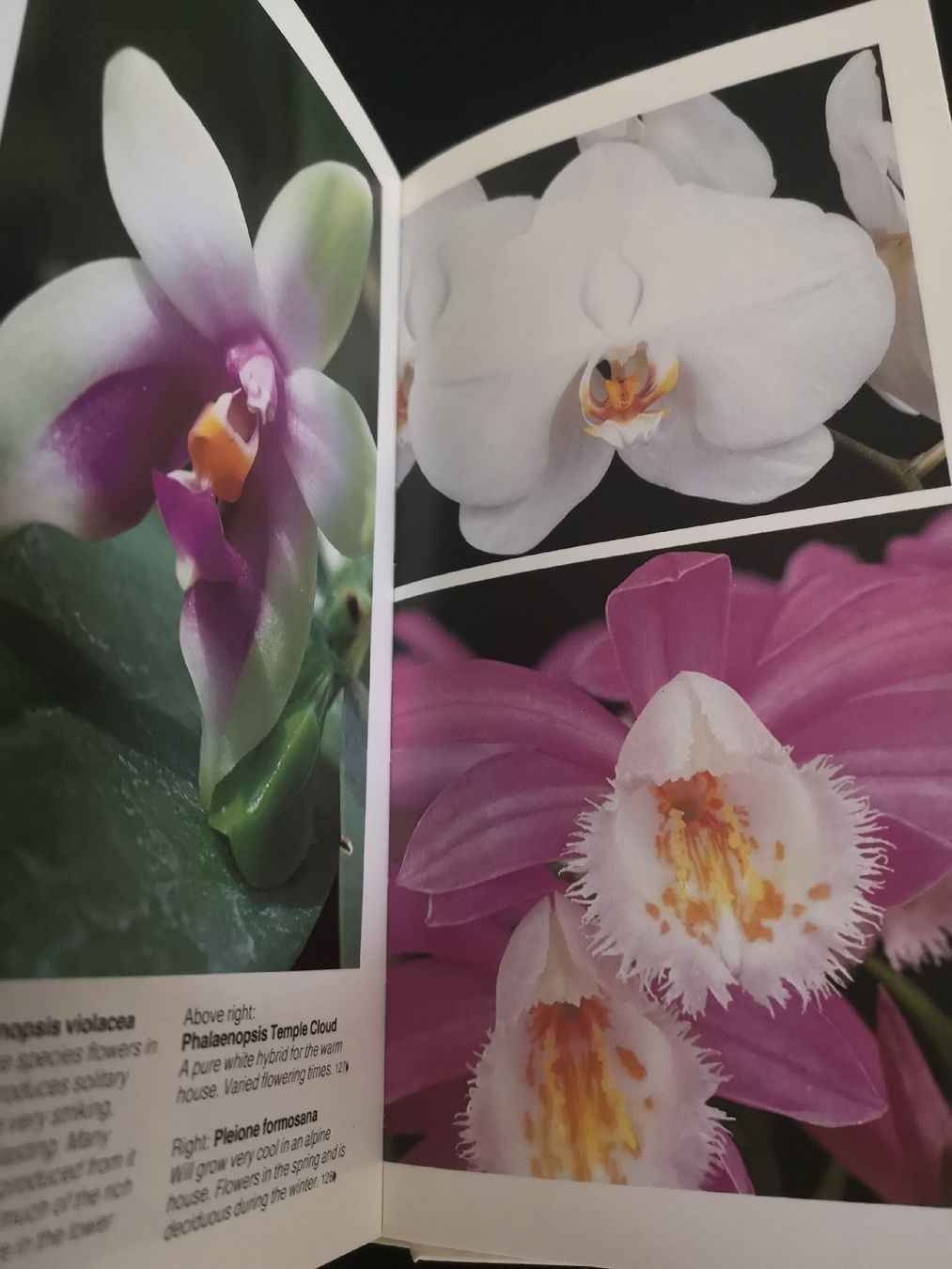 Bücher: Orchids – Gebraucht aus Dietikon von aro_mr6l 2