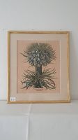 Herbarium-Stich mit Goldrahmen (übereck vergoldet)