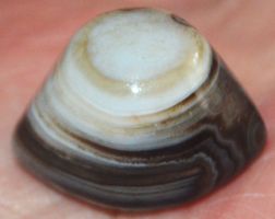 Cabochon L-5710 – Sulemani Hakik Achat Auge 33,80 Karat