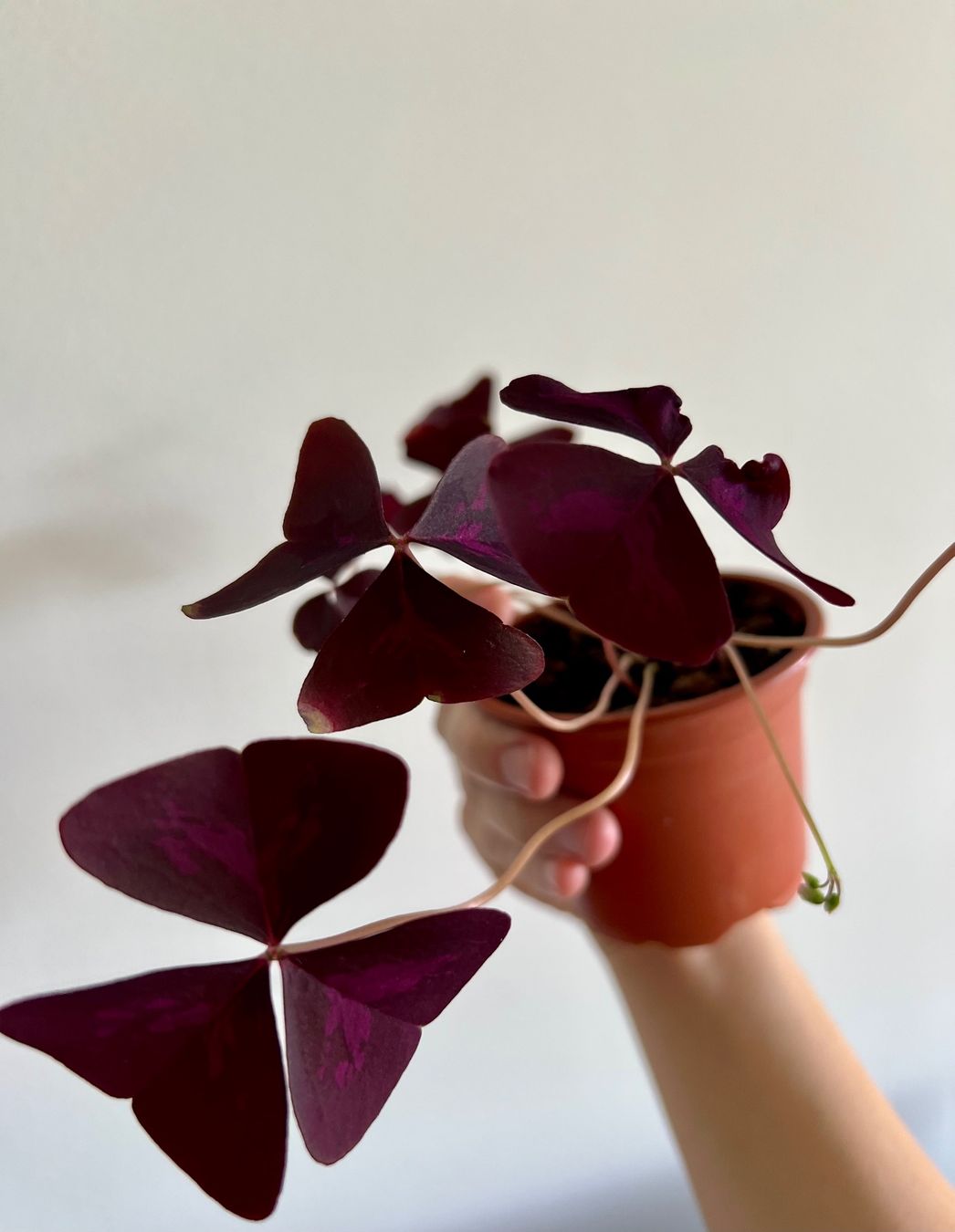 Pflanzen & Samen: Oxalis Triangularis, Roter Glücksklee – Gebraucht aus Glattpark(Opfikon) von ste_n99y 2