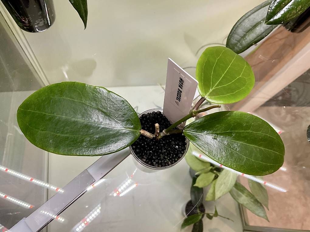 Pflanzen & Samen: Hoya russel – Neu und originalverpackt aus Schönholzerswilen von Leavylounge