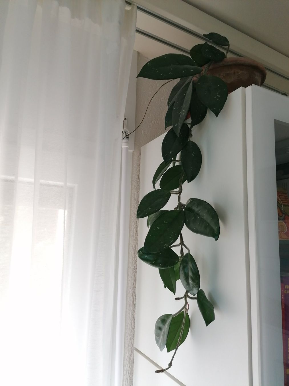 Plantes & graines: Plante Hoya Carnosa +58 cm – Neuf (Voir description) à Le Mont-Pèlerin par dundun1