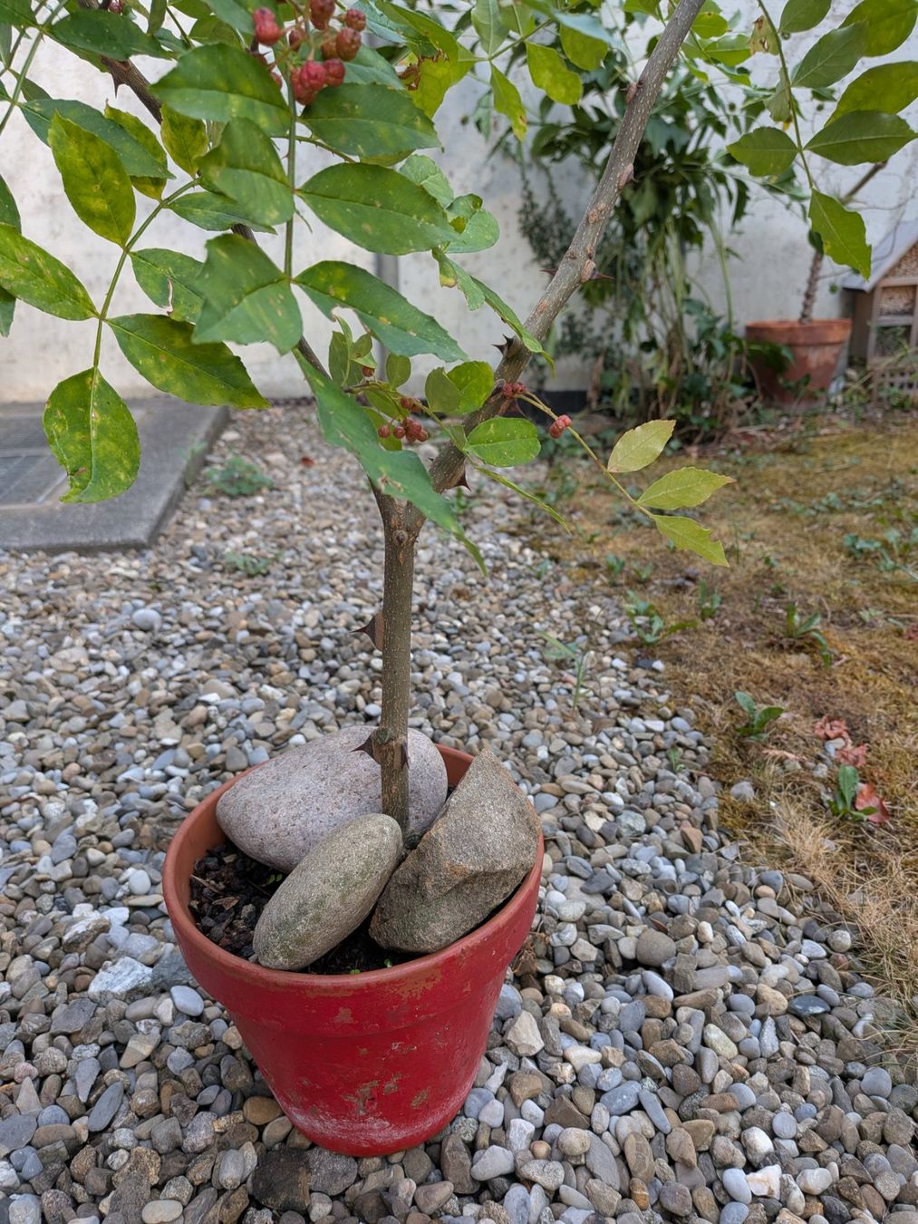 Pflanzen & Samen: Sichuanpfeffer Baum – Gebraucht aus Bern von Hydrom 2