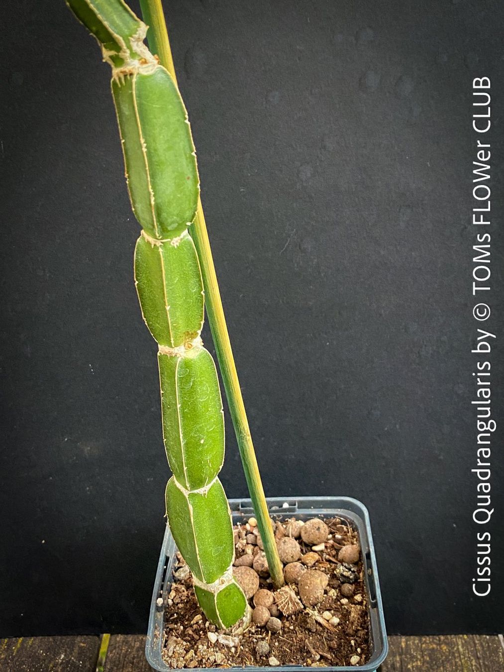 Pflanzen & Samen: Cissus Quadrangularis - vierkantige Sukkulente – Neu und originalverpackt aus Adliswil von astom369 3