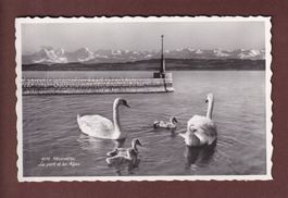 NEUCHÂTEL - Cygnes au port - 1956