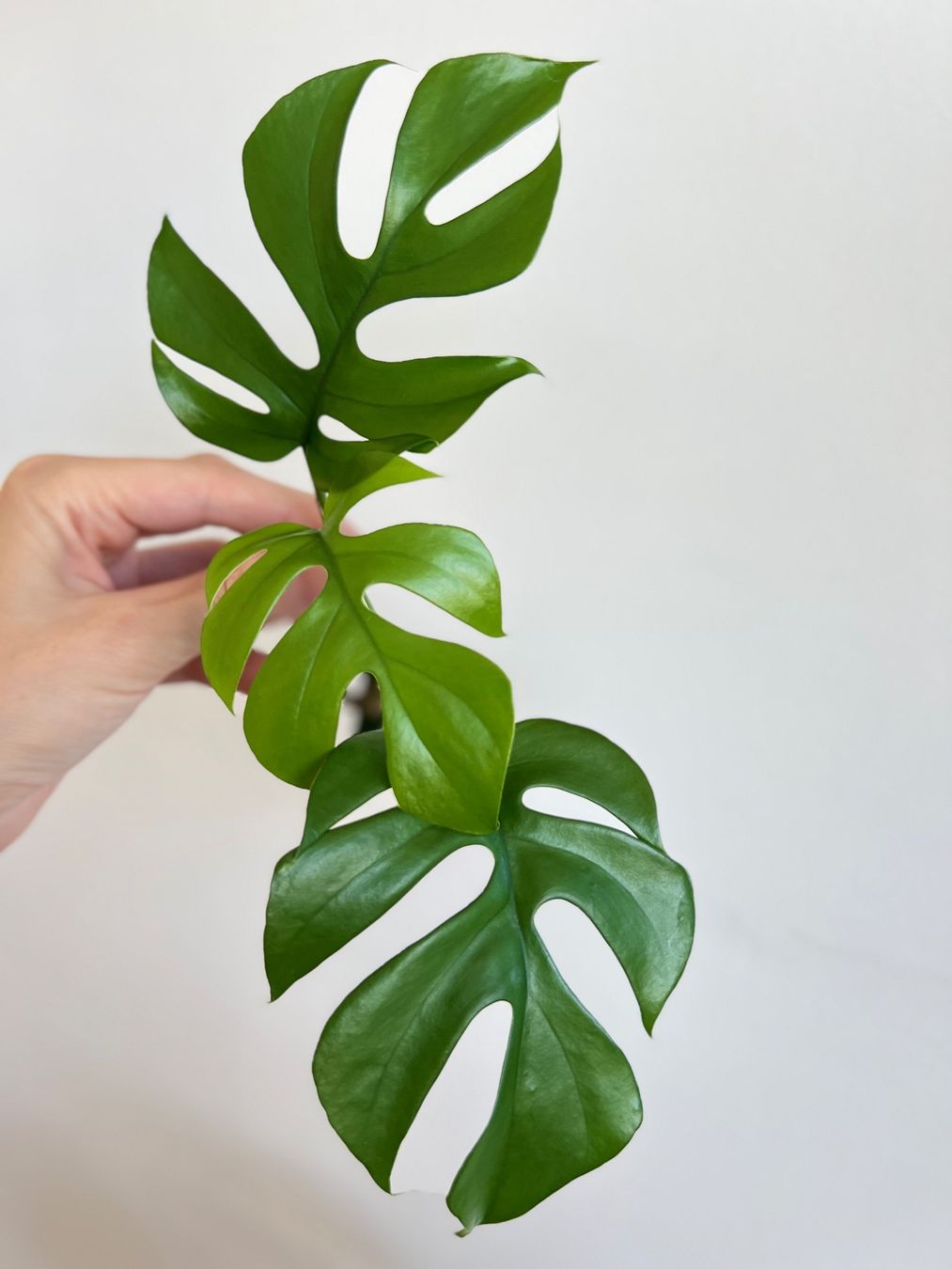 Pflanzen & Samen: Monstera minima Kopfsteckling💚 – Gebraucht aus Glattpark(Opfikon) von ste_n99y 7