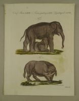 SÄUGENDER ELEFANT & SUKOTYRO, KUPFERSTICH UM 1810