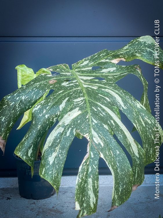Schone Monstera Neuer Trieb Fotos