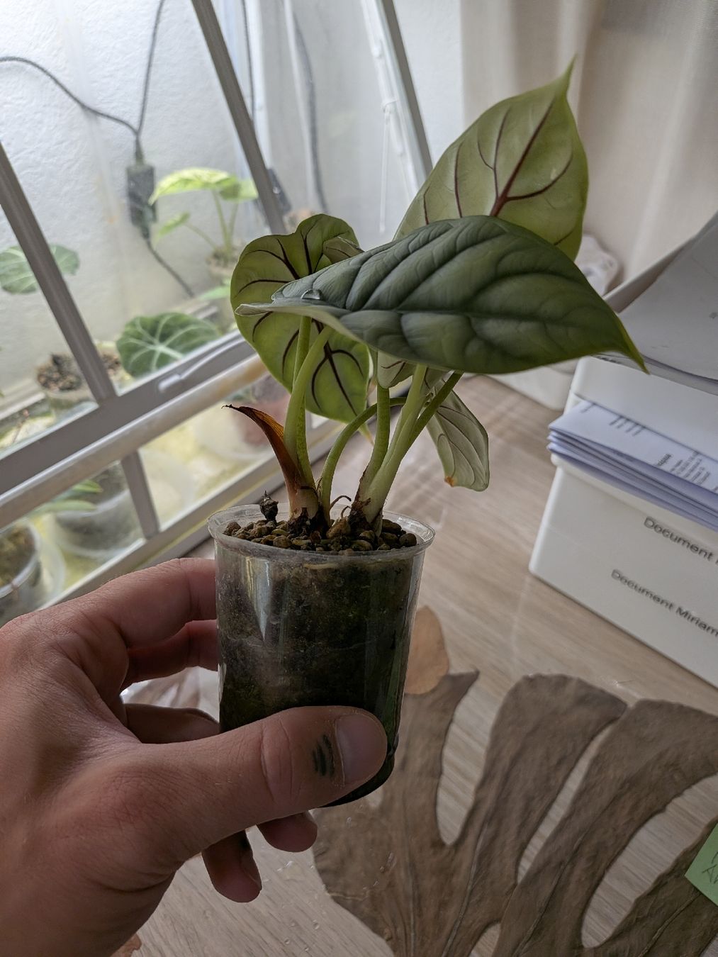 Piante & sementi: Alocasia silver dragon  – Usato da Genève venduto da Venellah 1