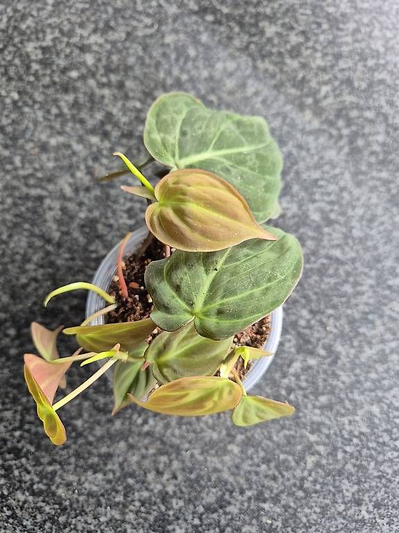Pflanzen & Samen: Philodendron Micans – Gebraucht aus Urtenen-Schönbühl von Pflanzenherberge 2