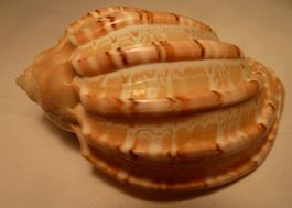 SEHR GROSSE HARPA MAYOR,-MUSCHEL----88 MM,--BESTE QUALITÄT