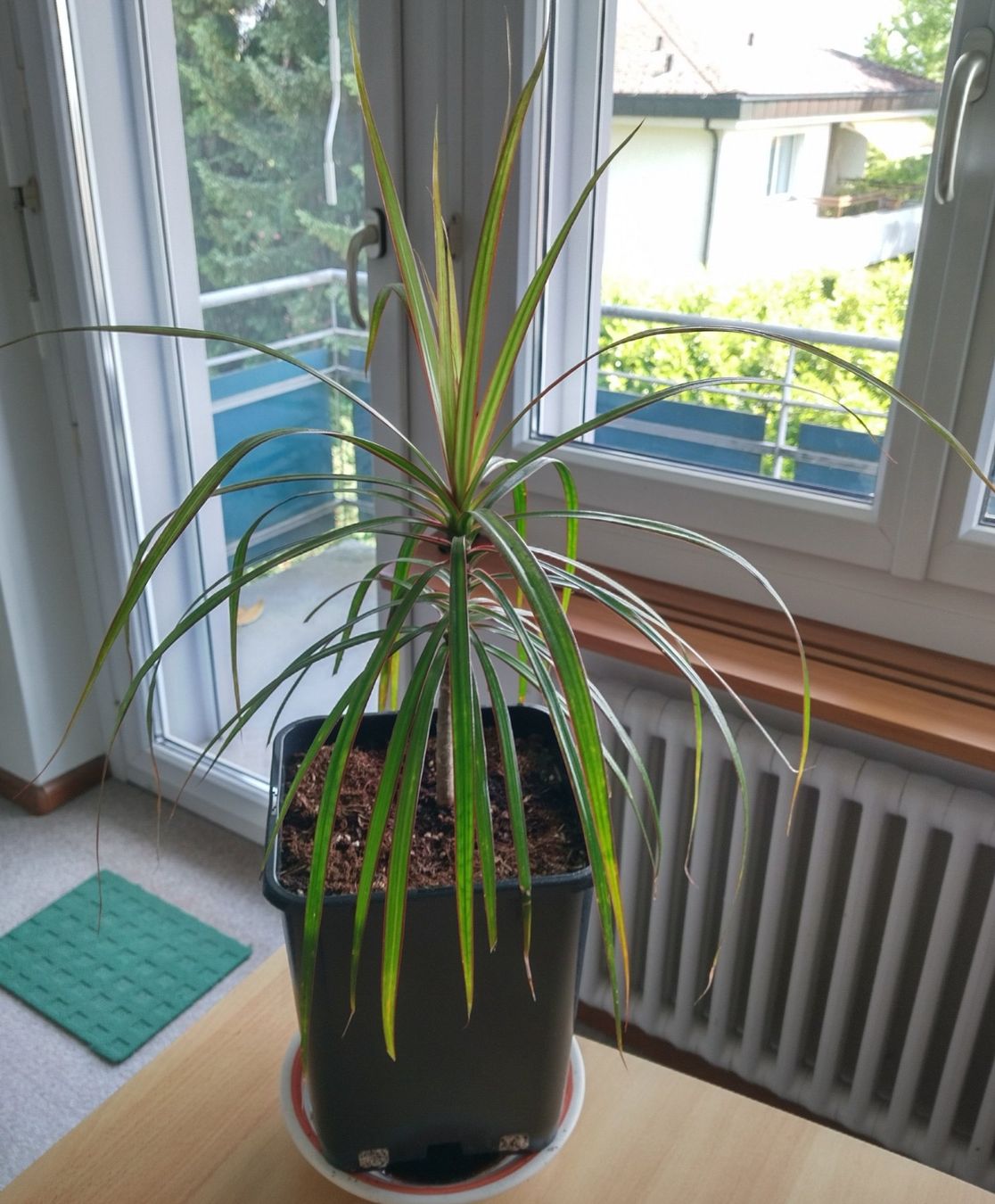 Pflanzen & Samen: Dracaena marginata, Drachenbaum - Zimmerpflanze – Neu (gemäss Beschreibung) aus Jona von Argus36 1