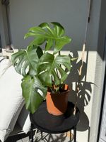Monstera Pflanze Ableger gebraucht