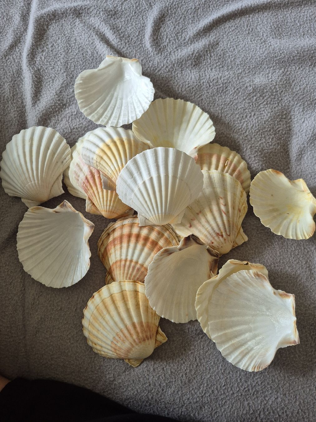 Tutte le decorazioni: conchiglie originali – Usato da Oberengstringen venduto da jessica2023