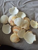 conchiglie originali