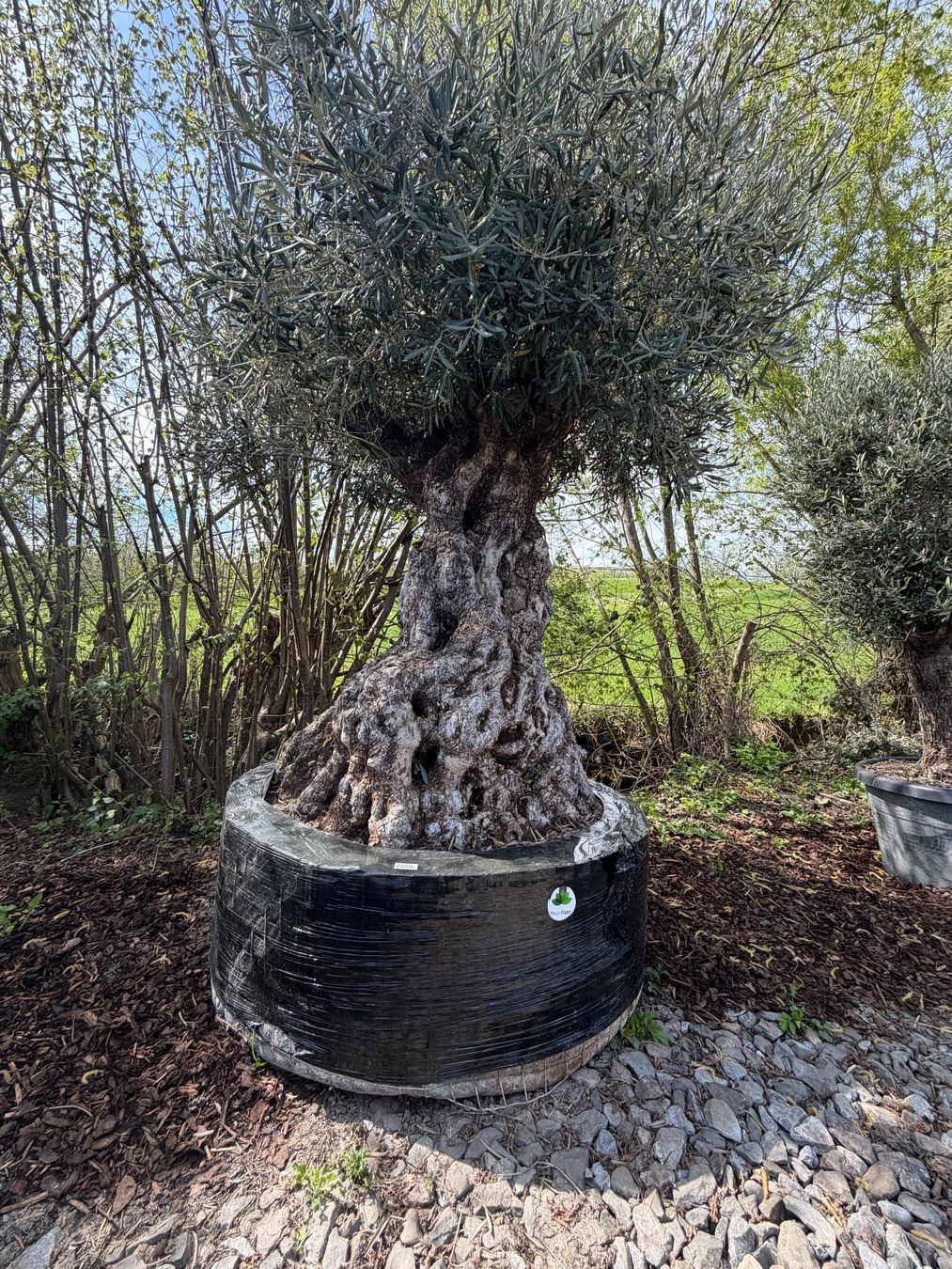 Piante & sementi: Olivenbaum "Olea Europea 18" Versand möglich – Nuovo (secondo la descrizione) da Zuckenriet venduto da Thur_Plant 3