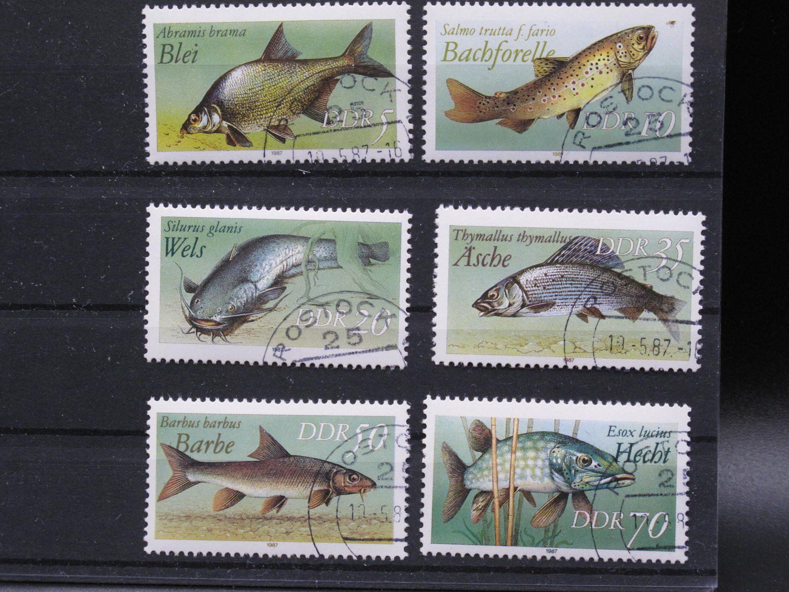 Tutti i francobolli: DDR 1987 Süsswasserfische  gest. – Usato da Wil SG venduto da fva01
