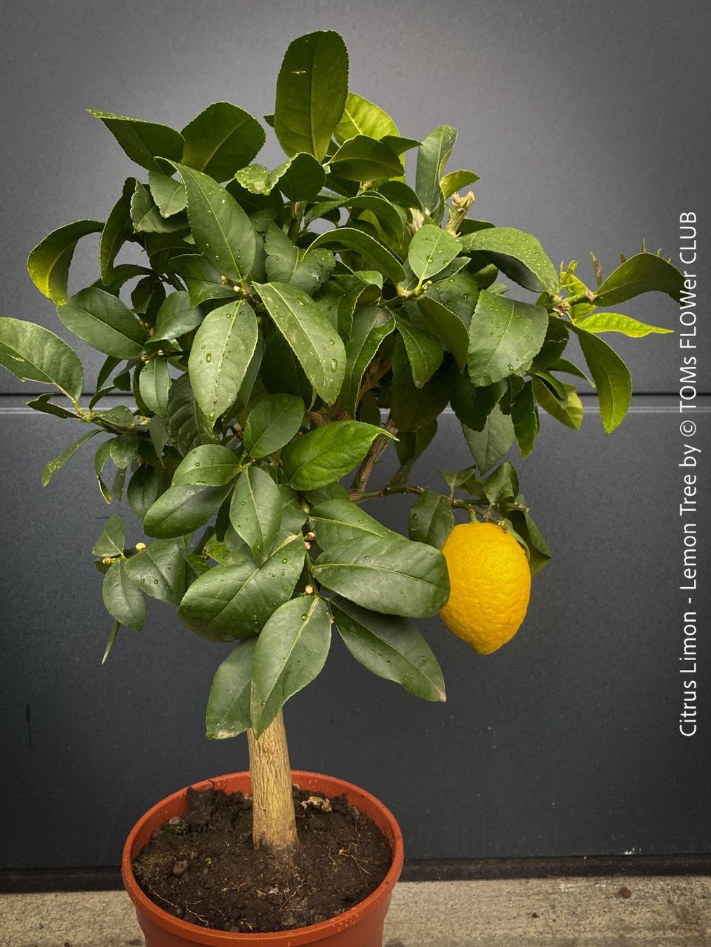 Pflanzen & Samen: Citrus Limon - Zitronenbaum - rund 70cm Bäumchen – Neu und originalverpackt aus Adliswil von astom369 2