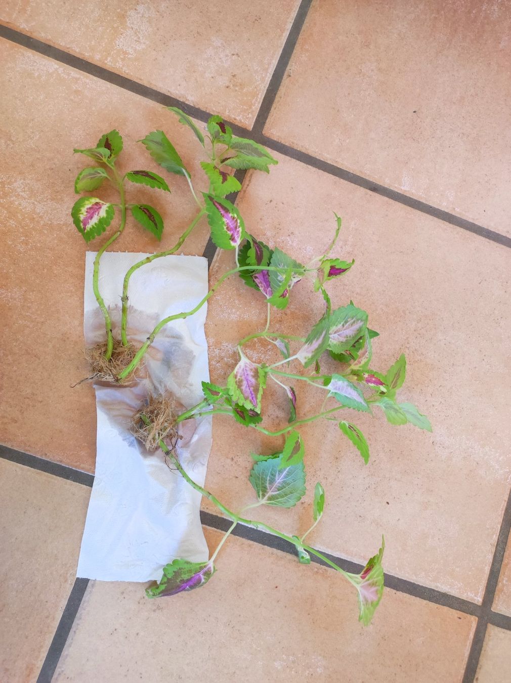 Piante & sementi: Coleus – Usato da Hasliberg Hohfluh venduto da eva_9895 1