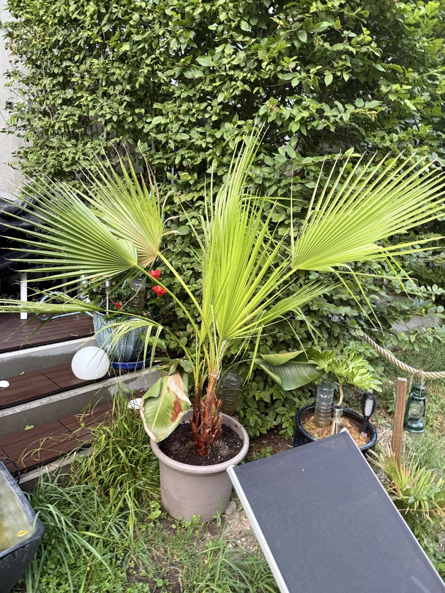 Pflanzen & Samen: Palme – Gebraucht aus Dübendorf von Highqualityonly 2