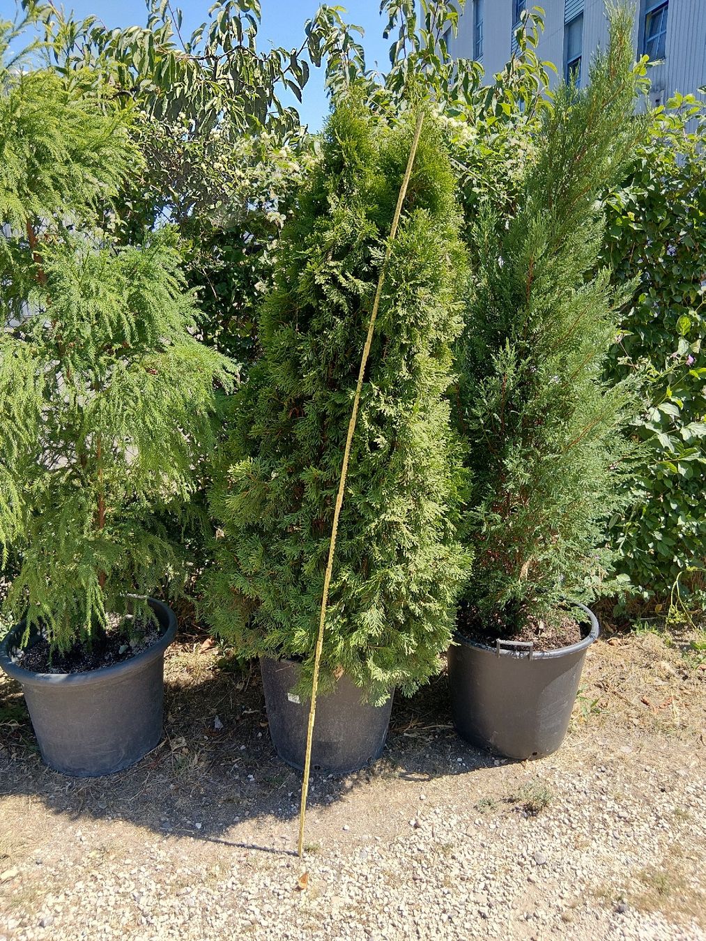 Pflanzen & Samen: Thuja Smaragd  – Gebraucht aus Buchs ZH von Fabian8107 1