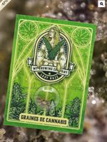 Lady Haze 🌪️ Graines cannabis CBD