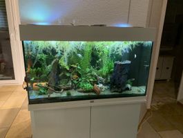 Juwel Rio 125 Liter Aquarium