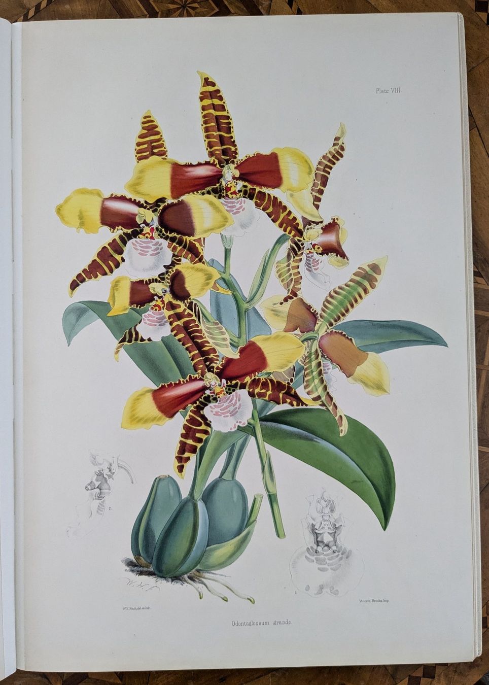 Libri: James Bateman - Monographie Odontoglossum – Usato da Bülach venduto da mueller8180 8