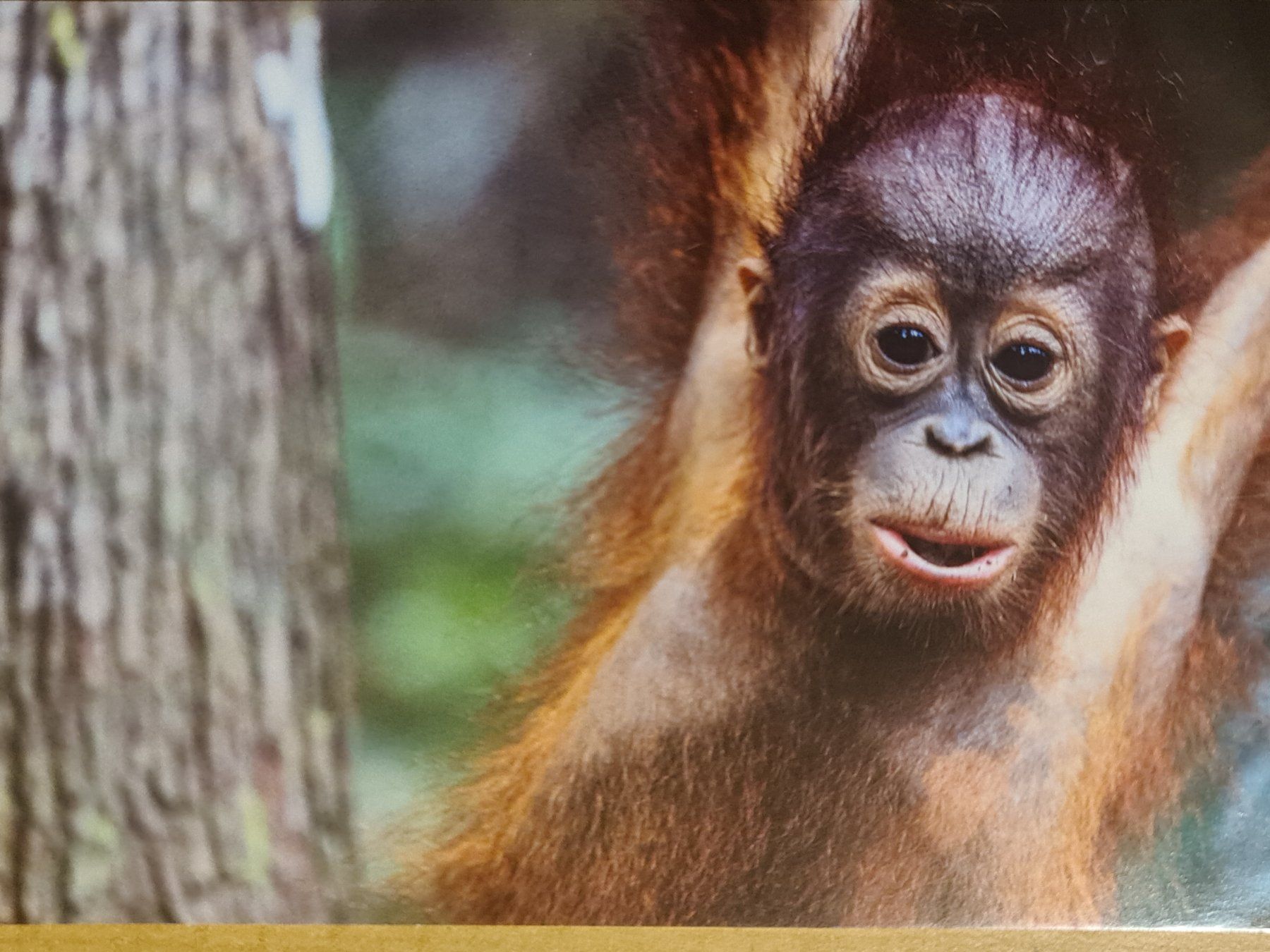 Cartoline postali: Ansichtskarte Orang Utan Borneo – Nuovo (secondo la descrizione) da Dintikon venduto da Vexi
