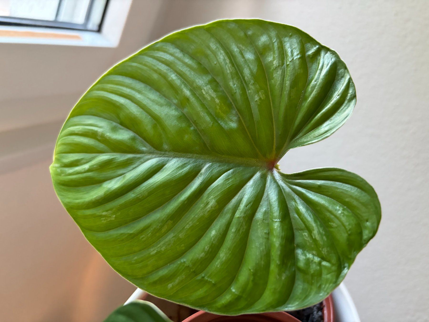 Piante & sementi: Philodendron Plowmanii – Usato da Baar venduto da annasorbian 1