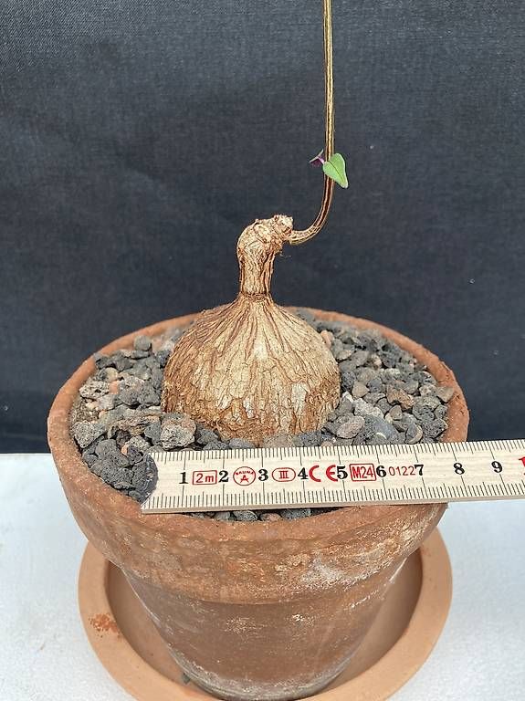Piante & sementi: Caudex Petopentia natalensis – Usato da Liestal venduto da PrebenZwei 3