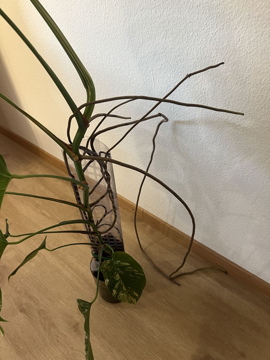 Plantes & graines: Monstera Albo Variegata – D'occasion à Reinach AG par Manuel63637 3