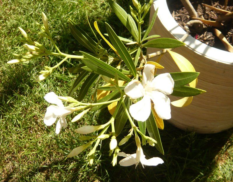 Piante & sementi: Oleander 120 cm / Pflanze – Nuovo (secondo la descrizione) da Ruggell venduto da Btt 1