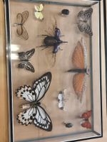 Sammlung im Glaskasten – Nashornkäfer, Schmetterling(A24)