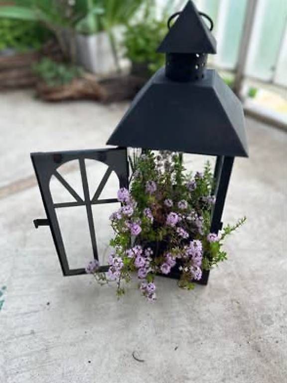 Toutes les décorations: Zitronenthymian in der Laterne  – D'occasion à Frauenfeld par Irene.Schuppli