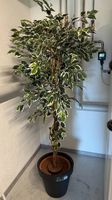 Kunstpflanze Ficus ~180cm im Topf  Kunstbaum