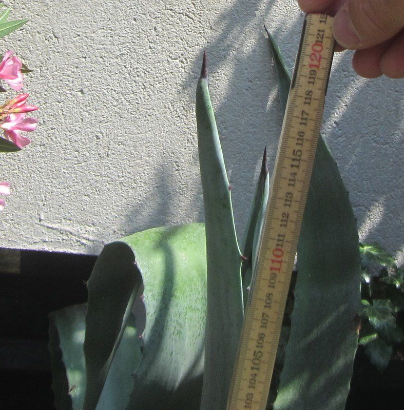 Piante & sementi: Agave 120 cm hoch – Usato da Kreuzlingen venduto da heinrich7h 2