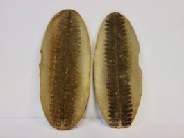 Versteinerte Pflanze Fossil FARN MAZON CREEK ILLINOIS USA